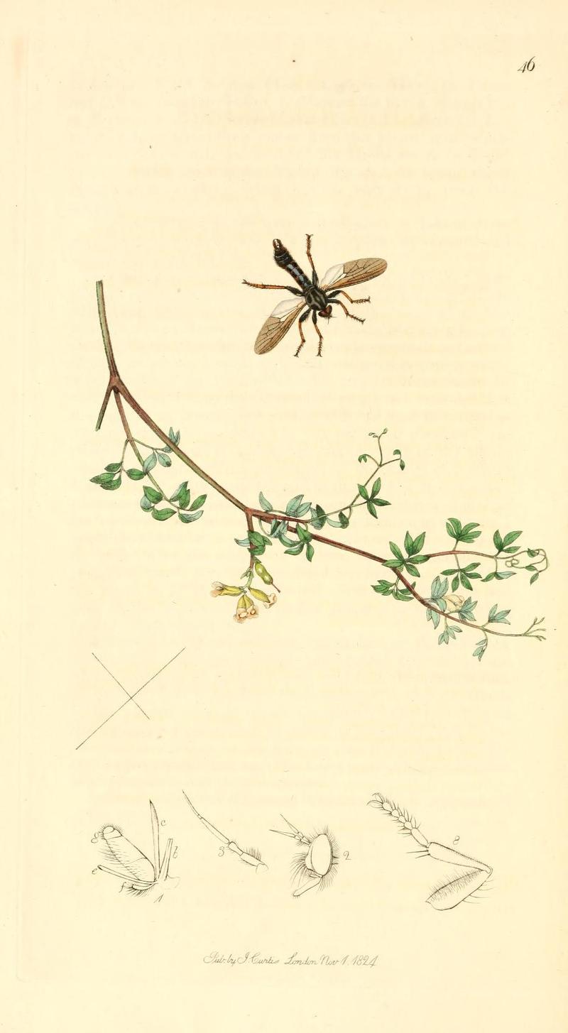 Britishentomologyvolume1Plate46