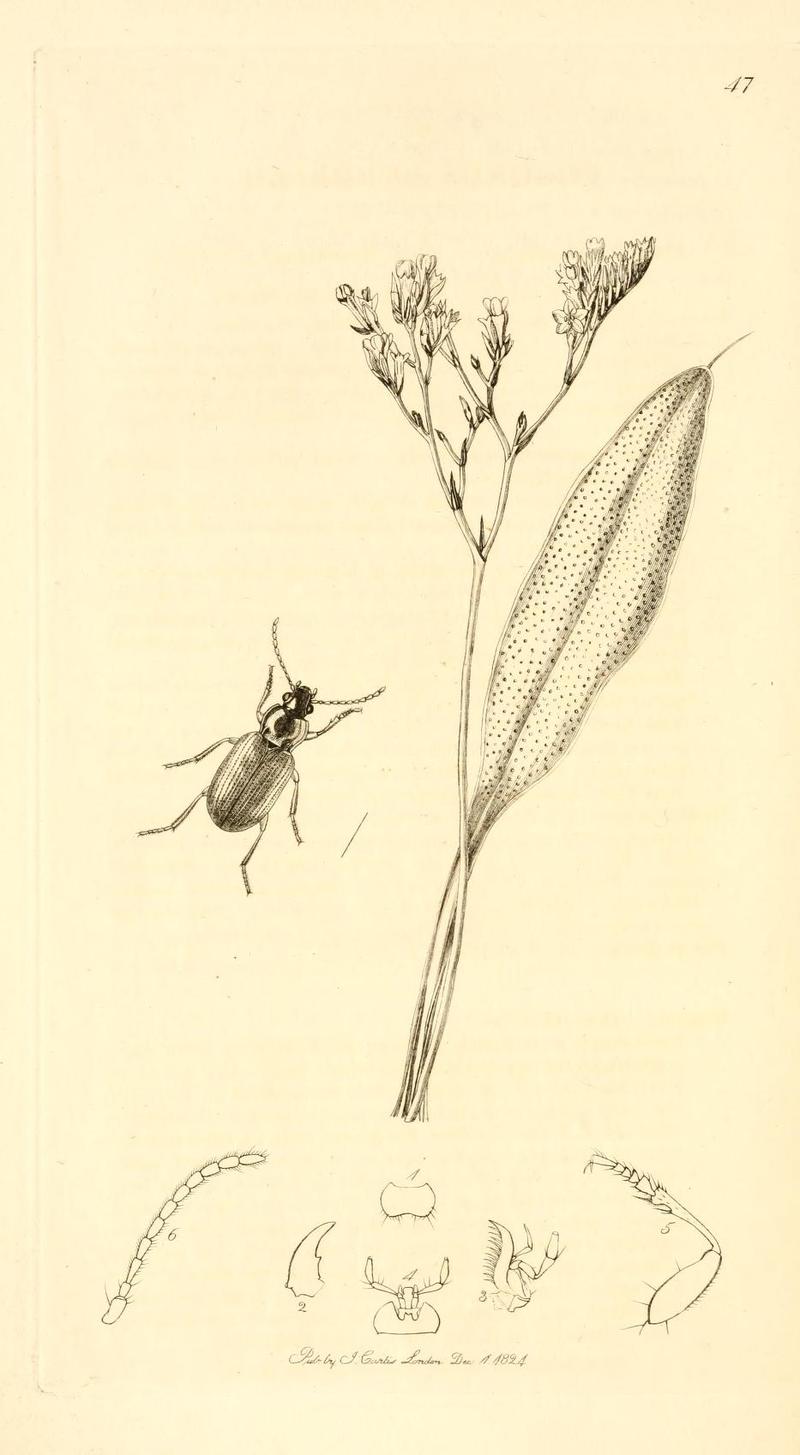 Britishentomologyvolume1Plate47