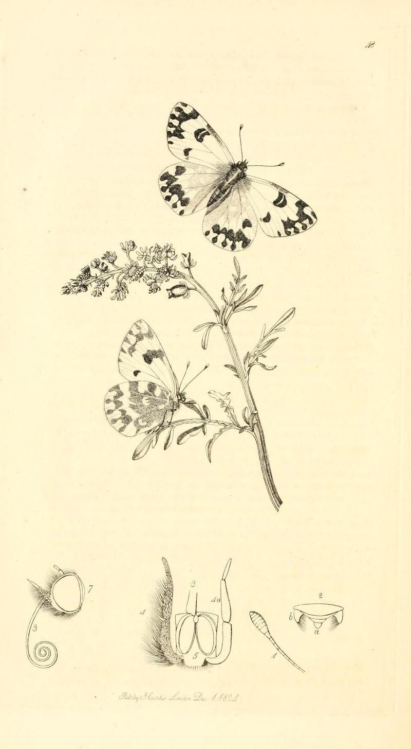 Britishentomologyvolume1Plate48