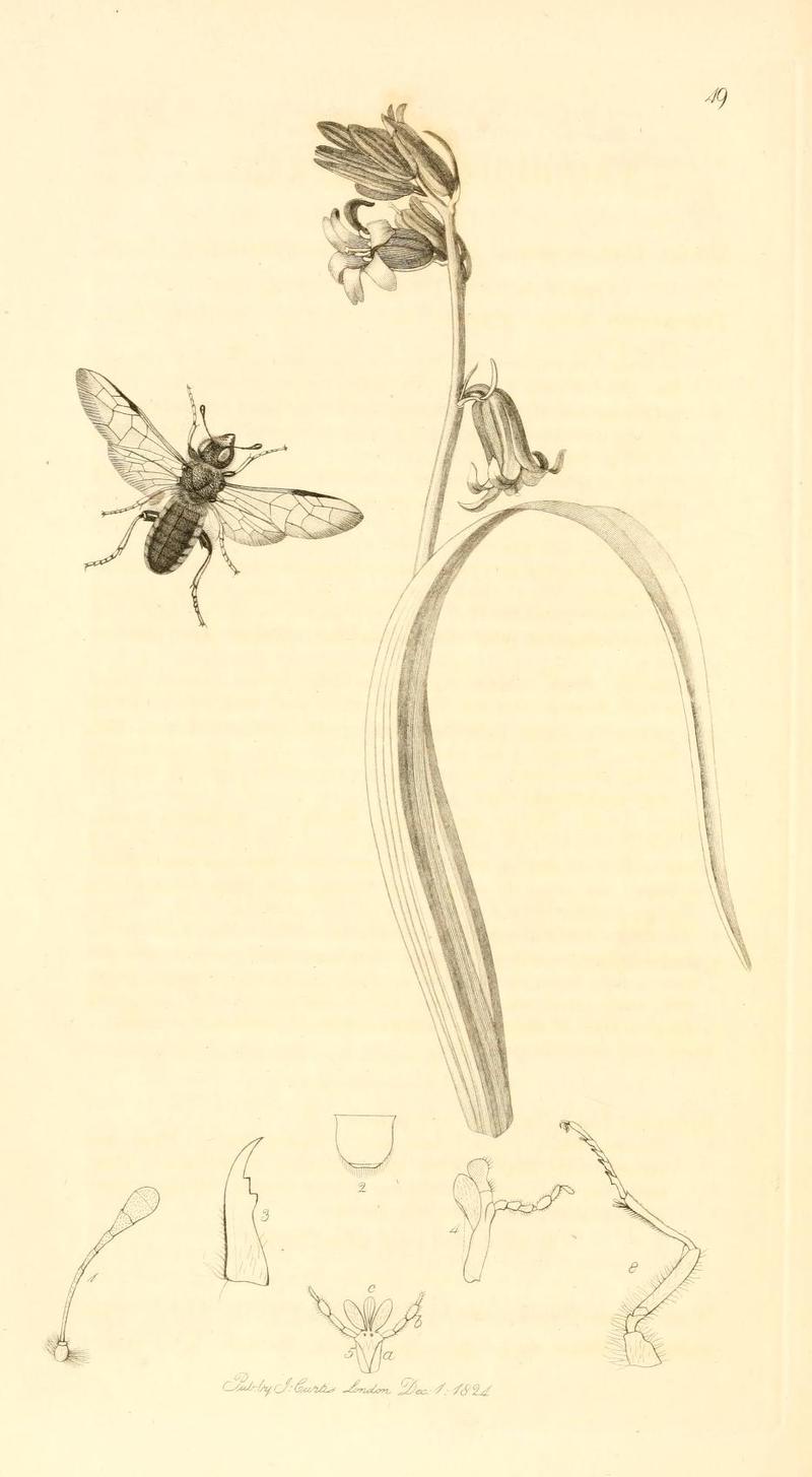 Britishentomologyvolume1Plate49