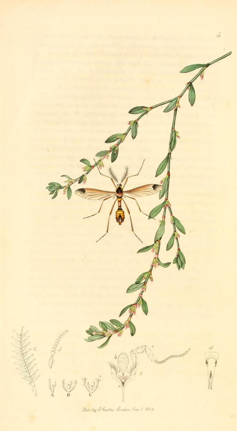Britishentomologyvolume1Plate5