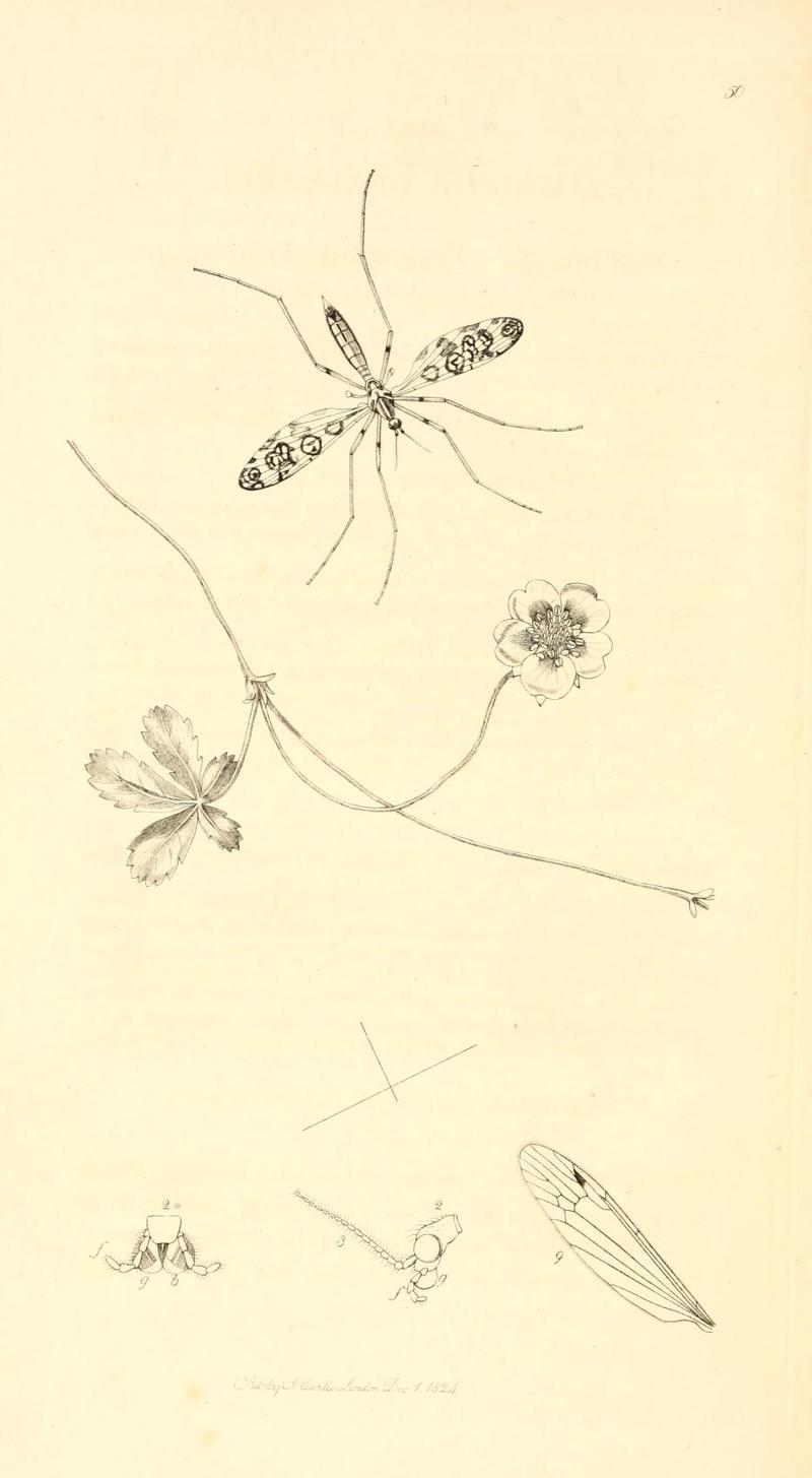 Britishentomologyvolume1Plate50
