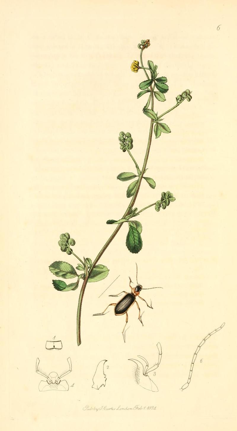 Britishentomologyvolume1Plate6