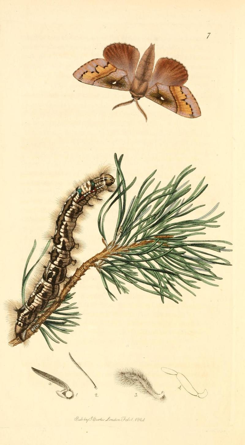 Britishentomologyvolume1Plate7