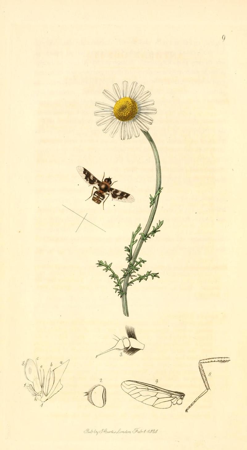 Britishentomologyvolume1Plate9