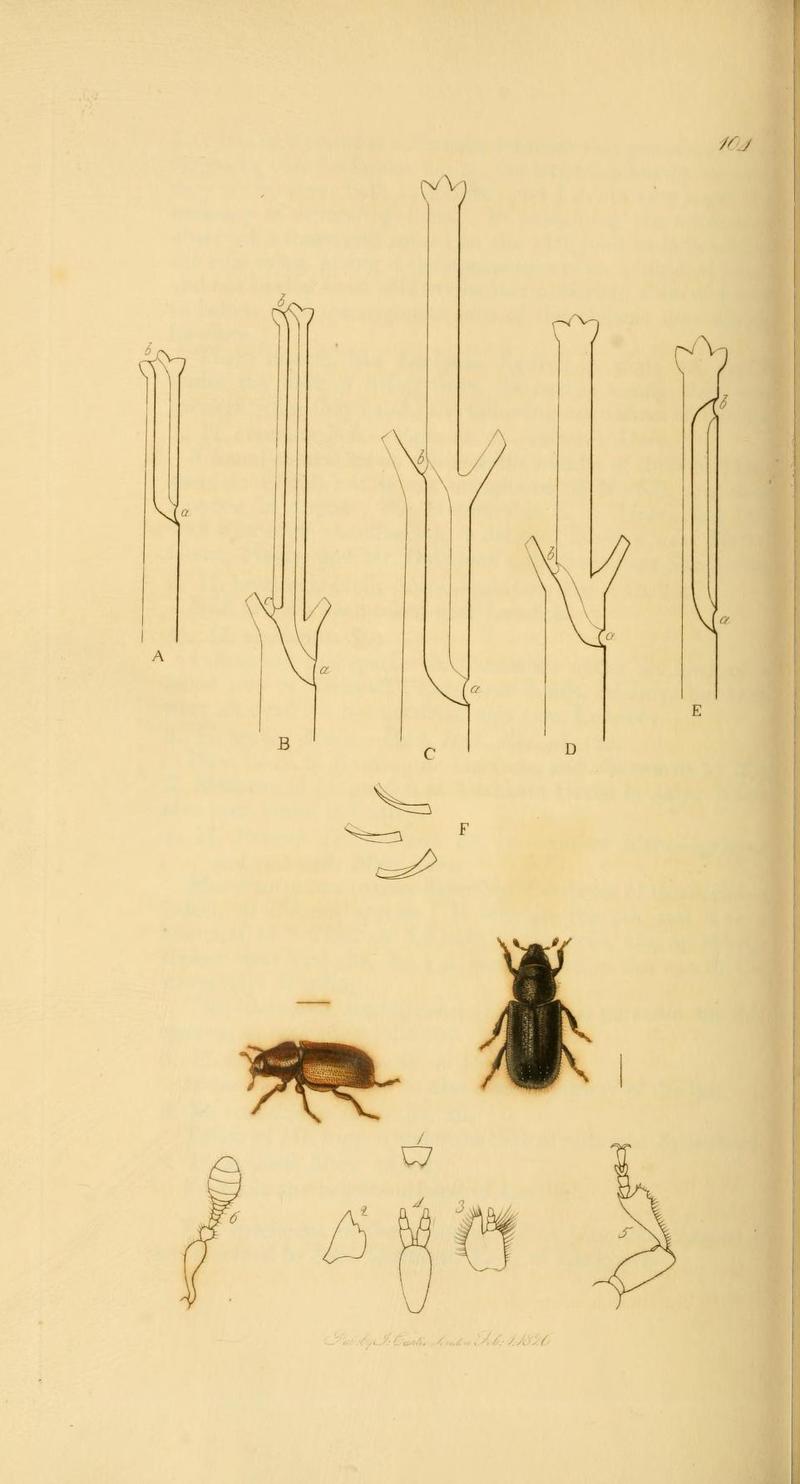 Britishentomologyvolume2Plate104