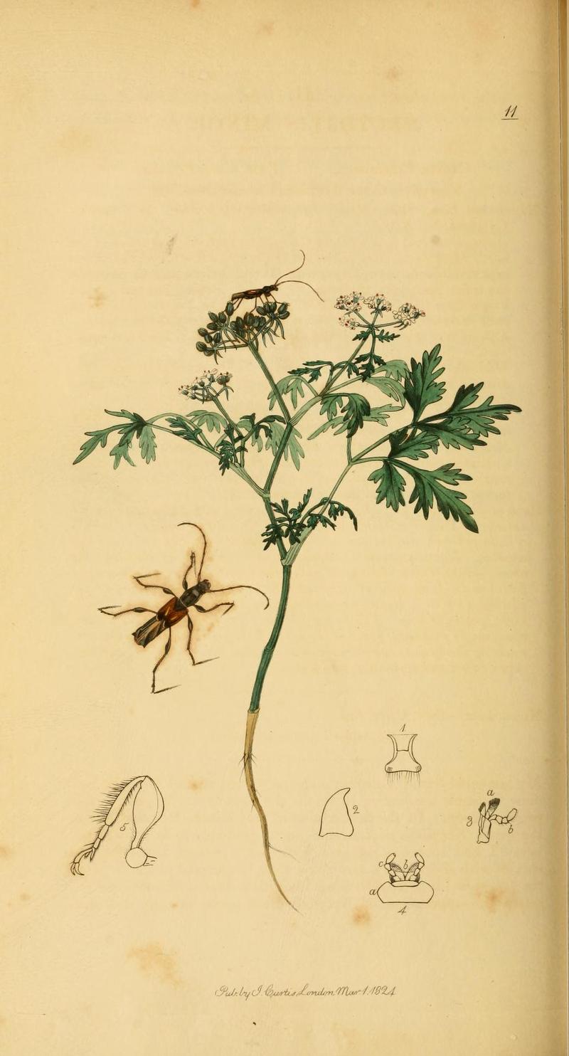 Britishentomologyvolume2Plate11