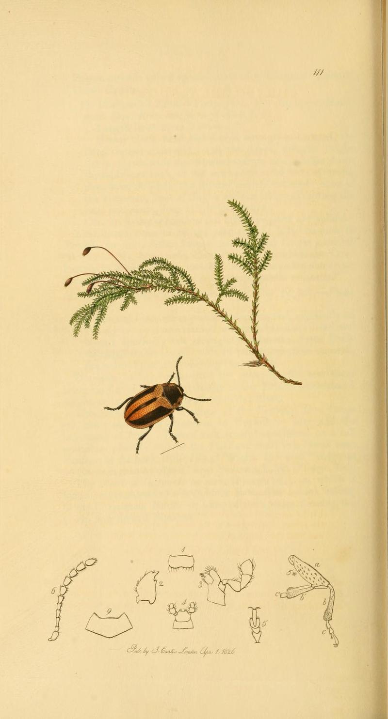 Britishentomologyvolume2Plate111