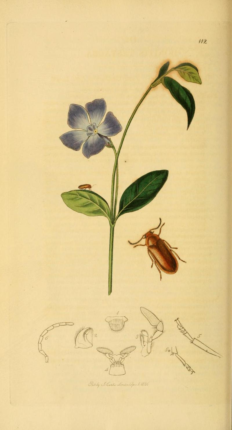 Britishentomologyvolume2Plate112