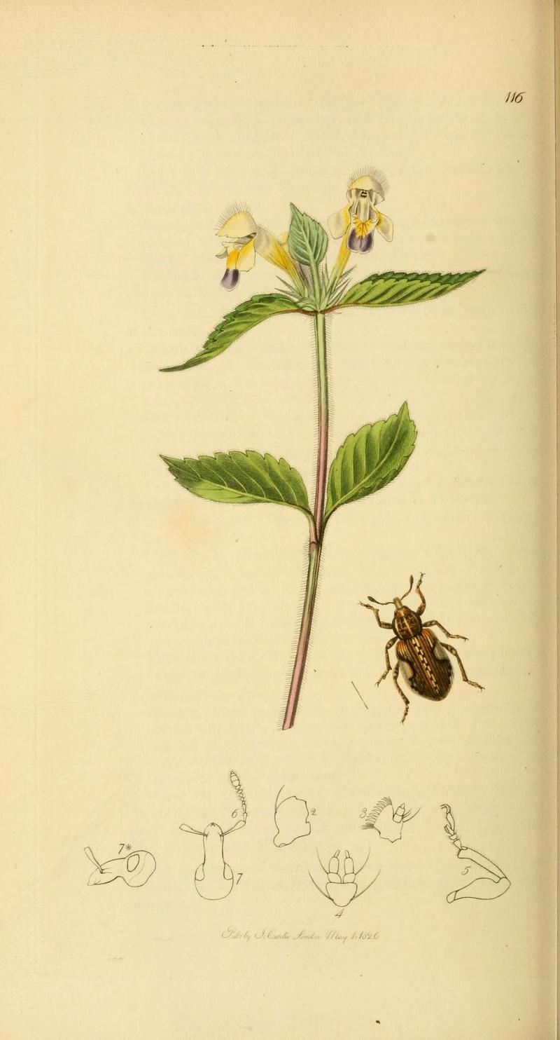 Britishentomologyvolume2Plate116