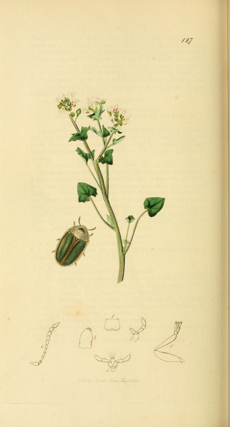 Britishentomologyvolume2Plate127