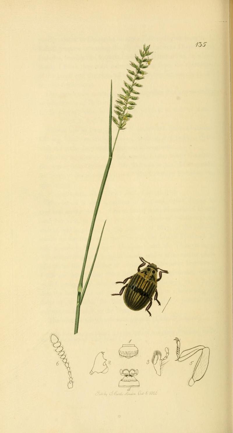 Britishentomologyvolume2Plate135