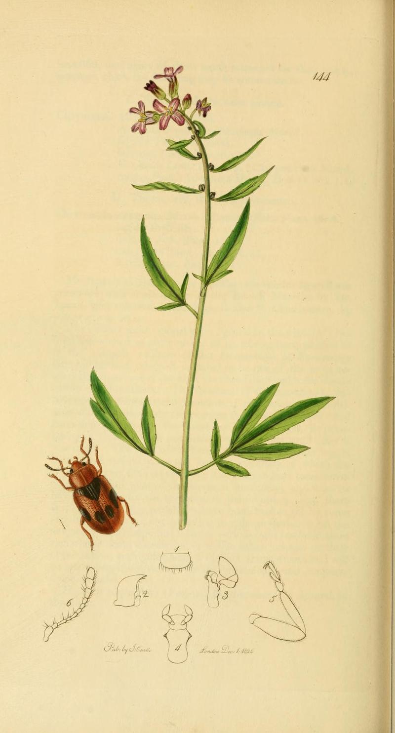 Britishentomologyvolume2Plate144