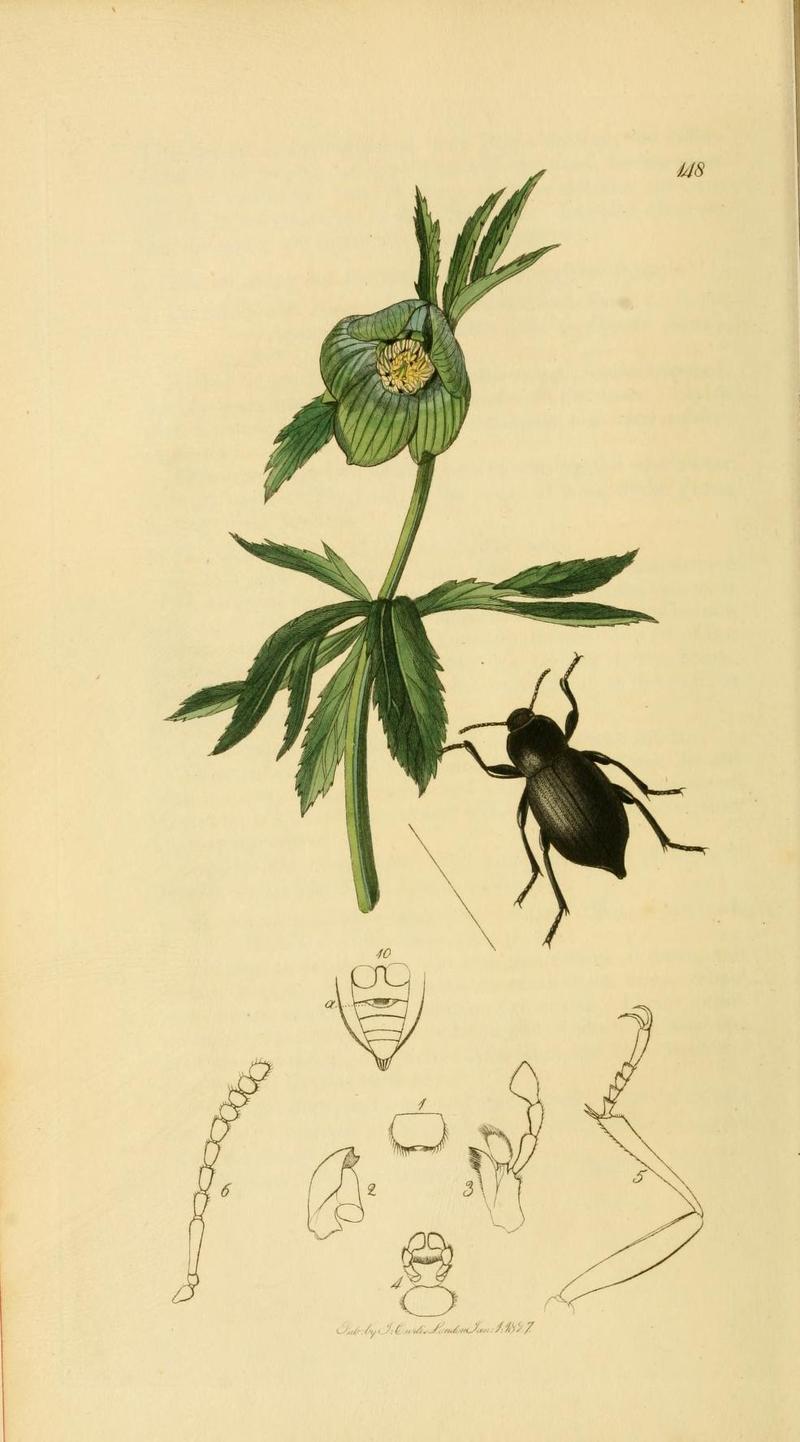 Britishentomologyvolume2Plate148