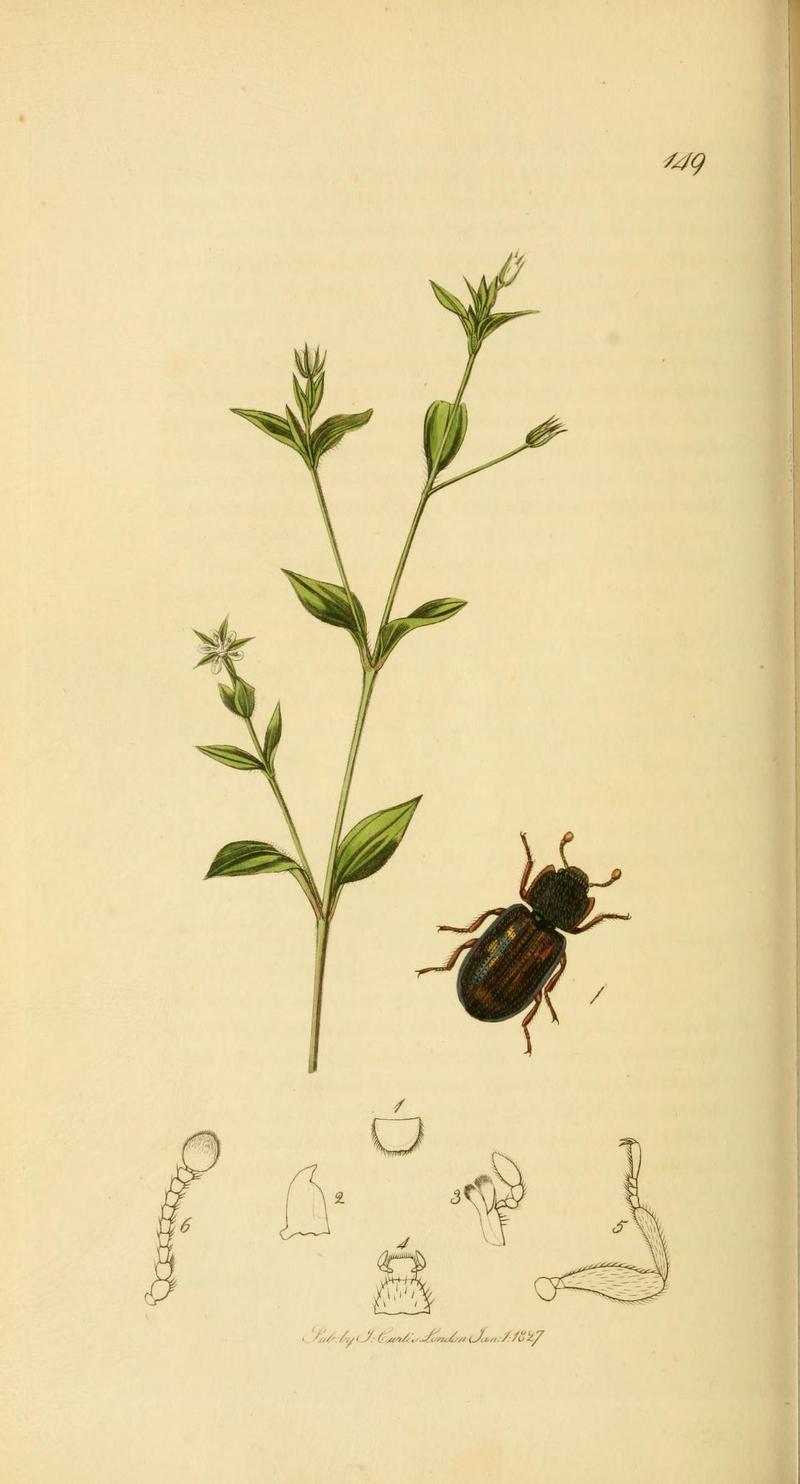 Britishentomologyvolume2Plate149