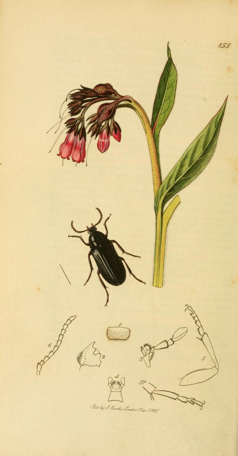 Britishentomologyvolume2Plate155