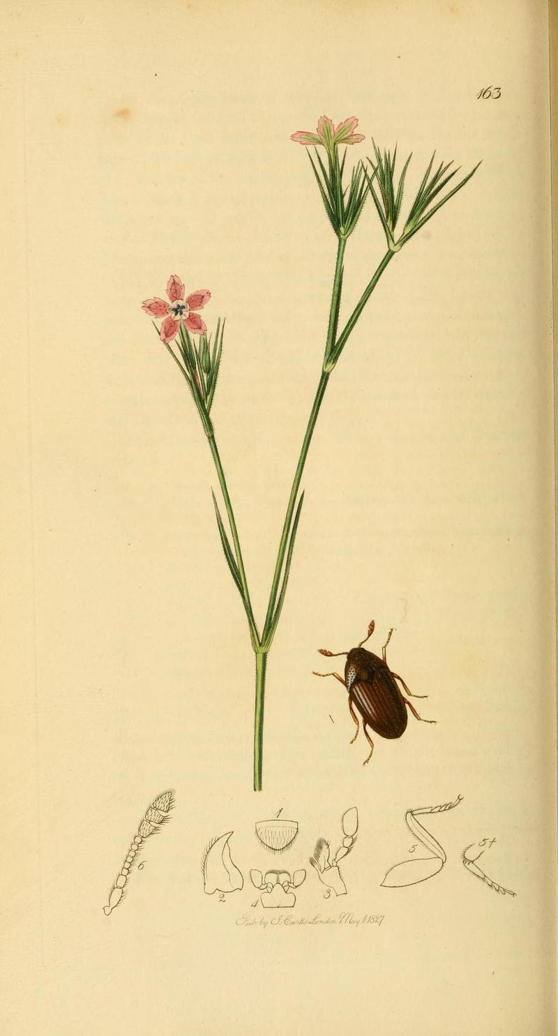 An illustration from British Entomology by John CurtisThe plant is Dianthus armeria Deptford Pink