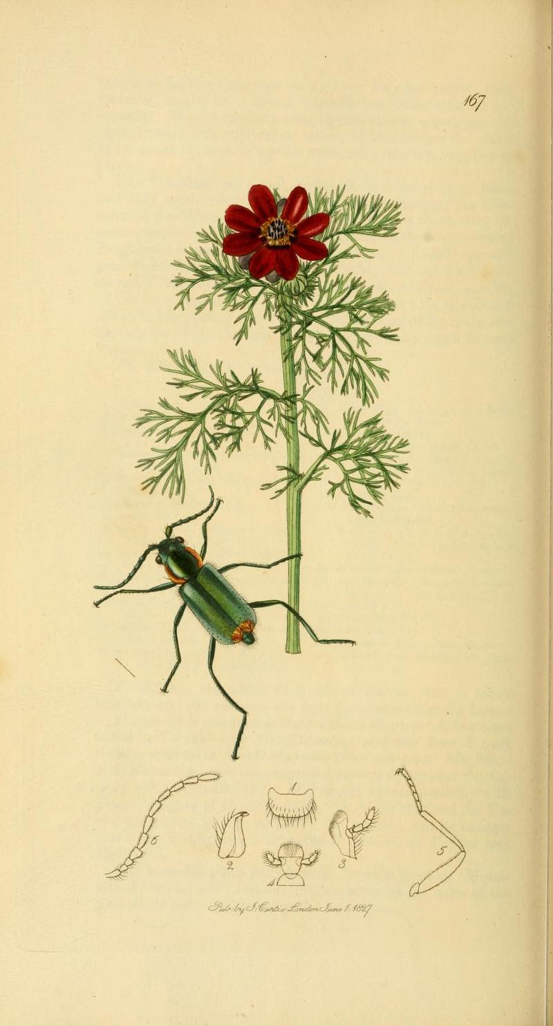 Britishentomologyvolume2Plate167