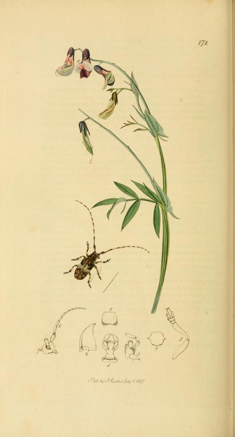 Britishentomologyvolume2Plate172