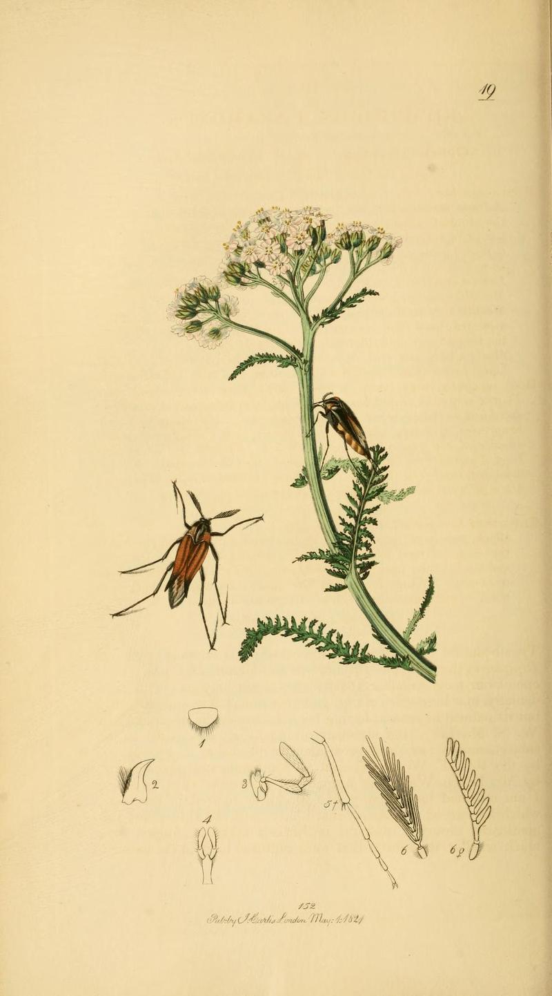 Britishentomologyvolume2Plate19