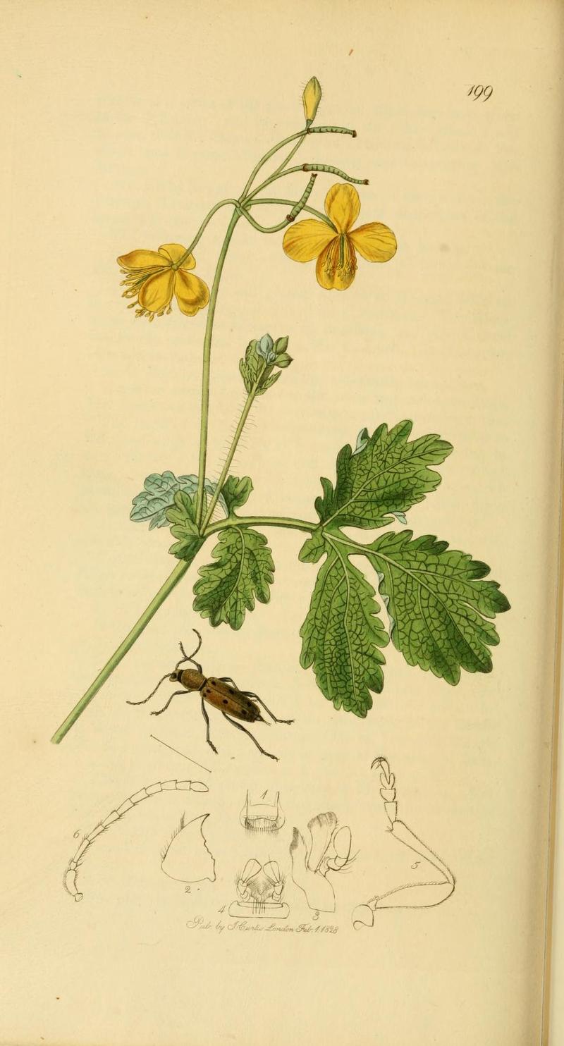 Britishentomologyvolume2Plate199