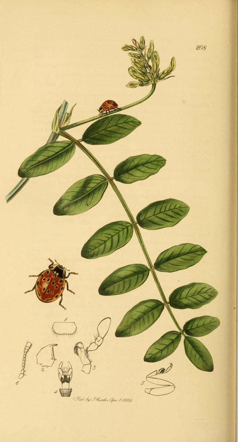 Britishentomologyvolume2Plate208