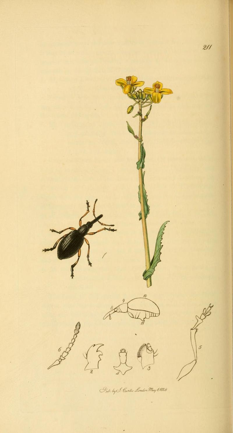 Britishentomologyvolume2Plate211