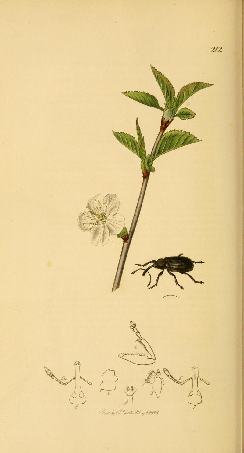 Britishentomologyvolume2Plate212