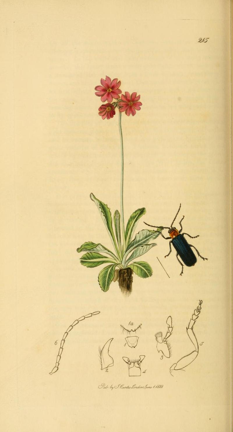 Britishentomologyvolume2Plate215