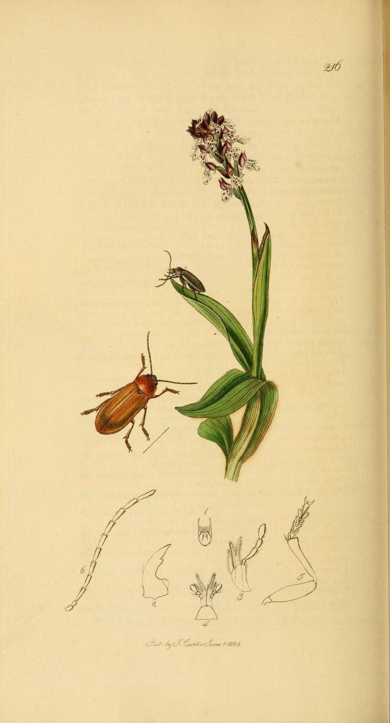 Britishentomologyvolume2Plate216