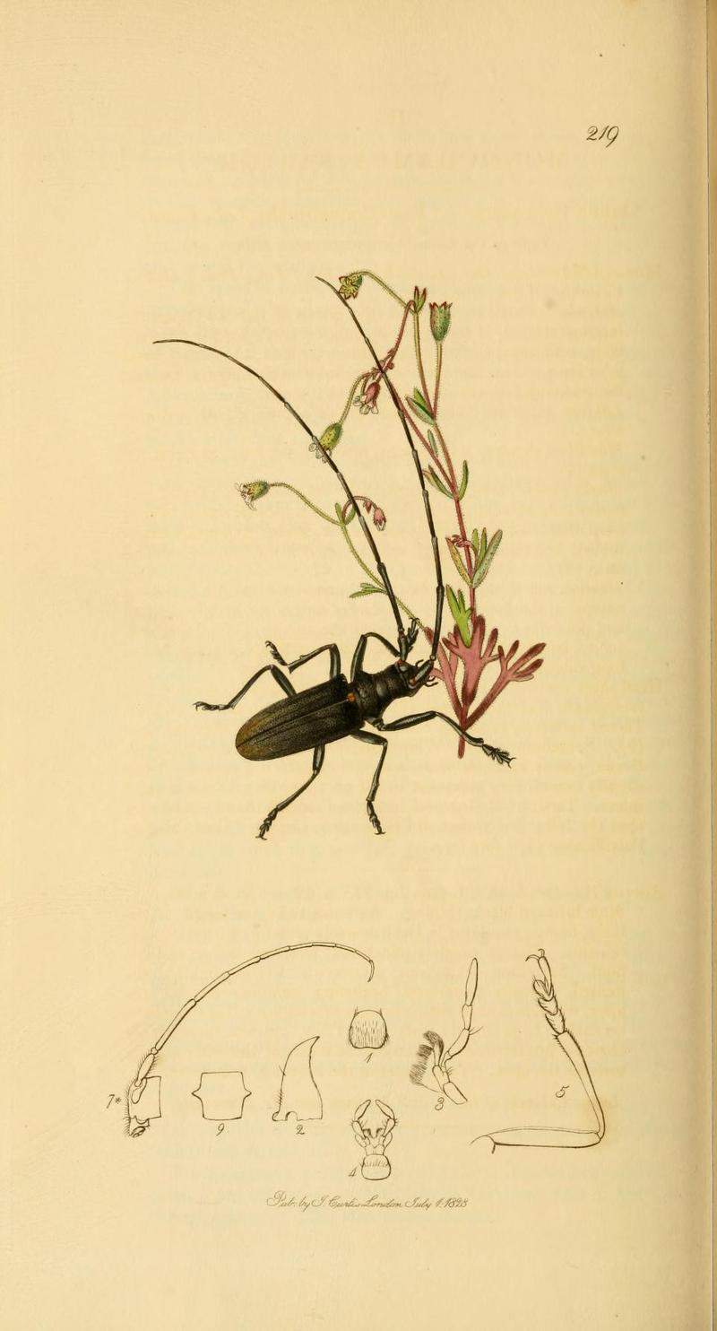 Britishentomologyvolume2Plate219