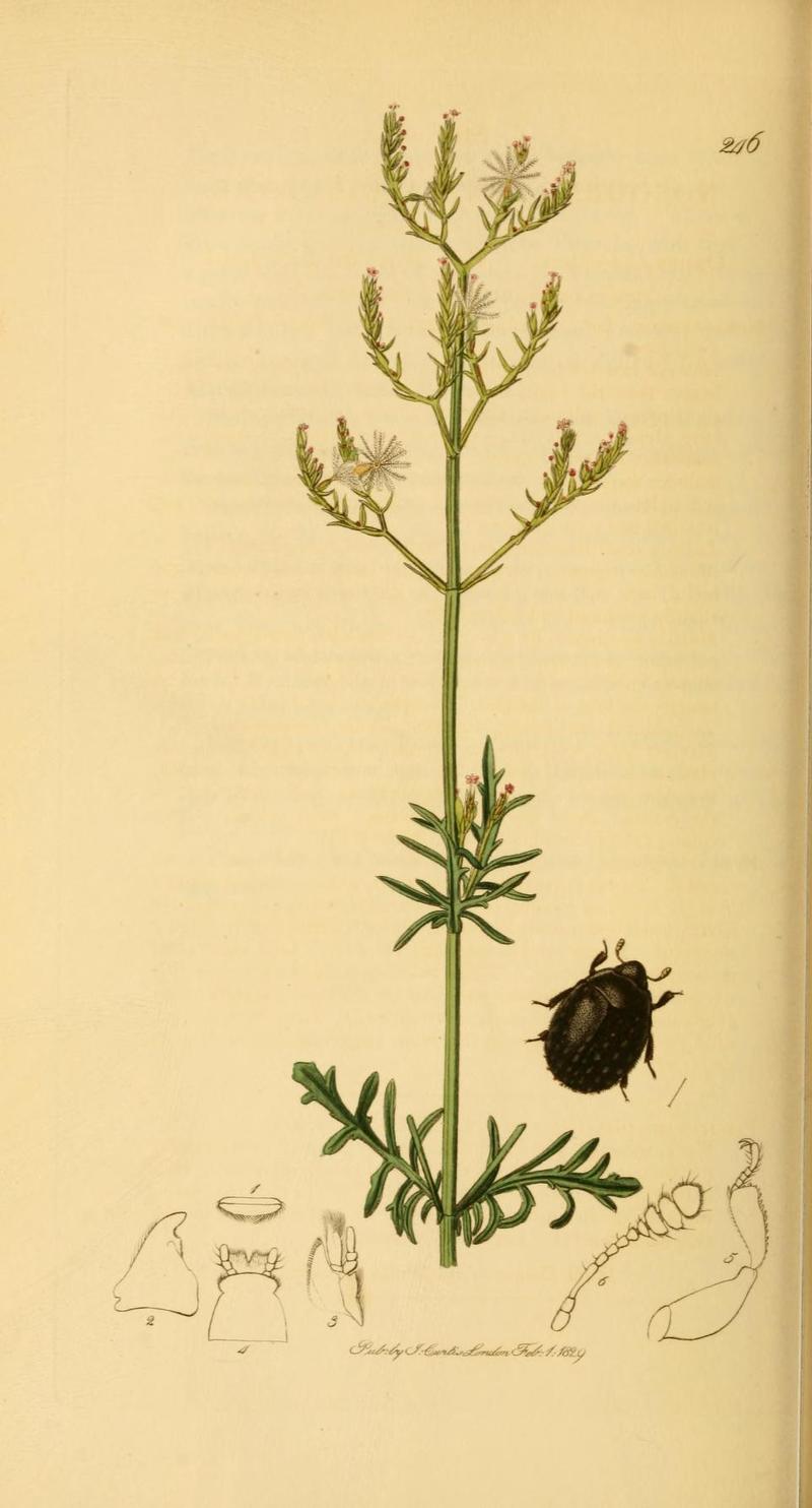 Britishentomologyvolume2Plate246