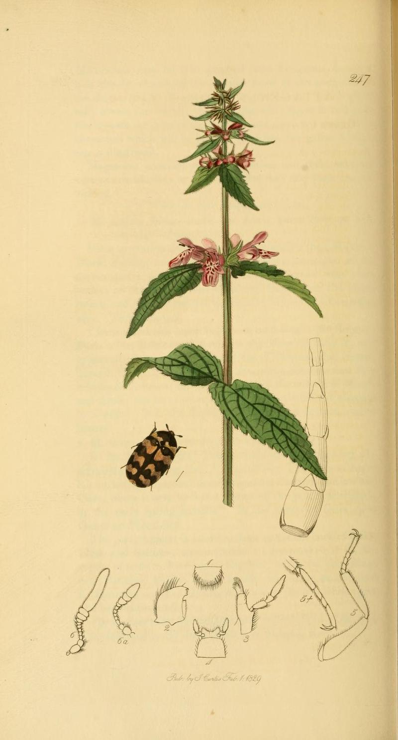 Britishentomologyvolume2Plate247