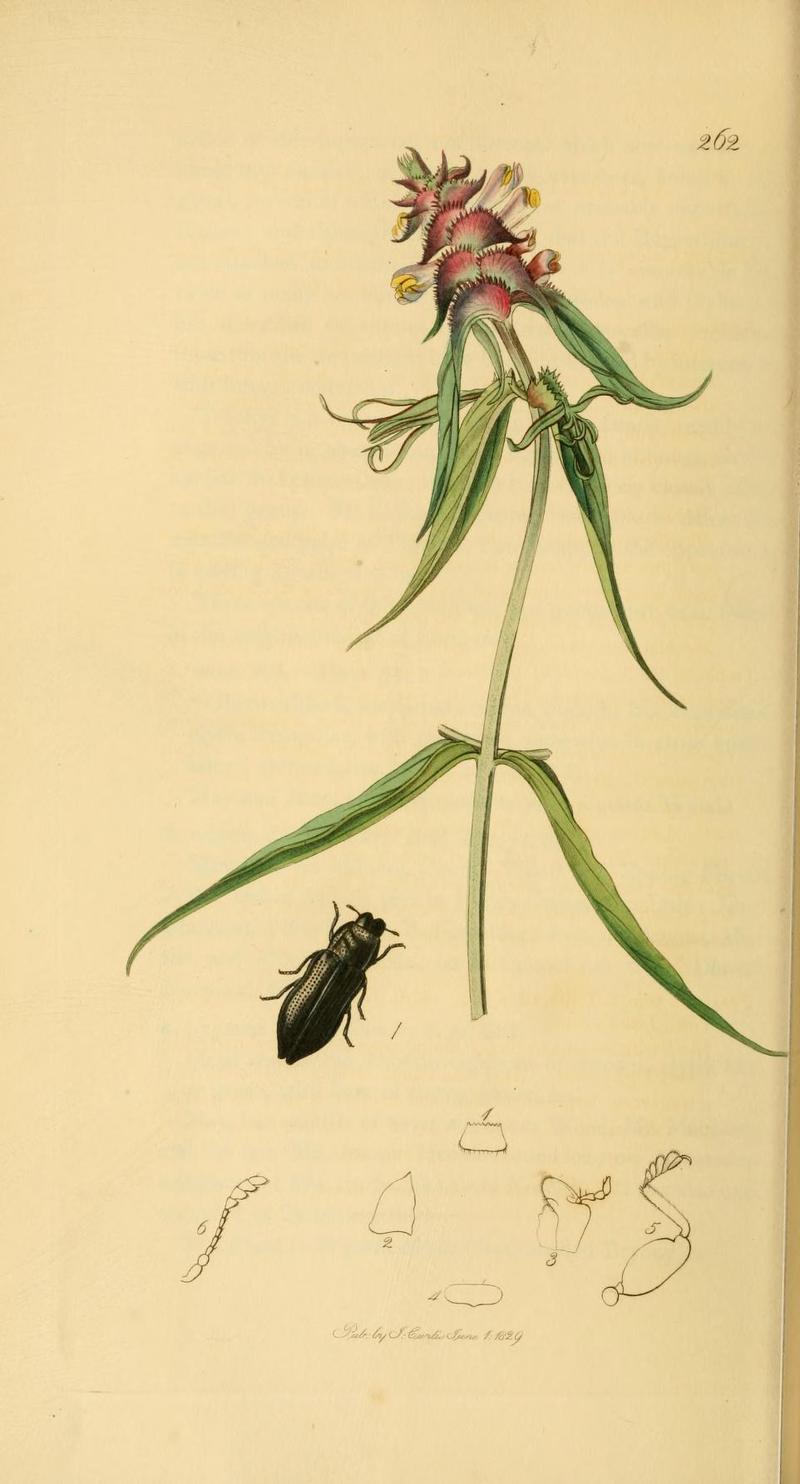 Britishentomologyvolume2Plate262