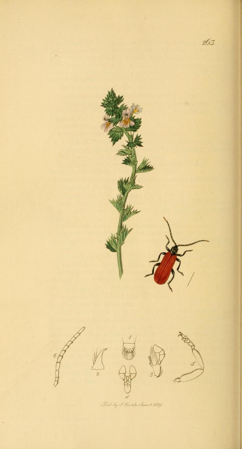 Britishentomologyvolume2Plate263