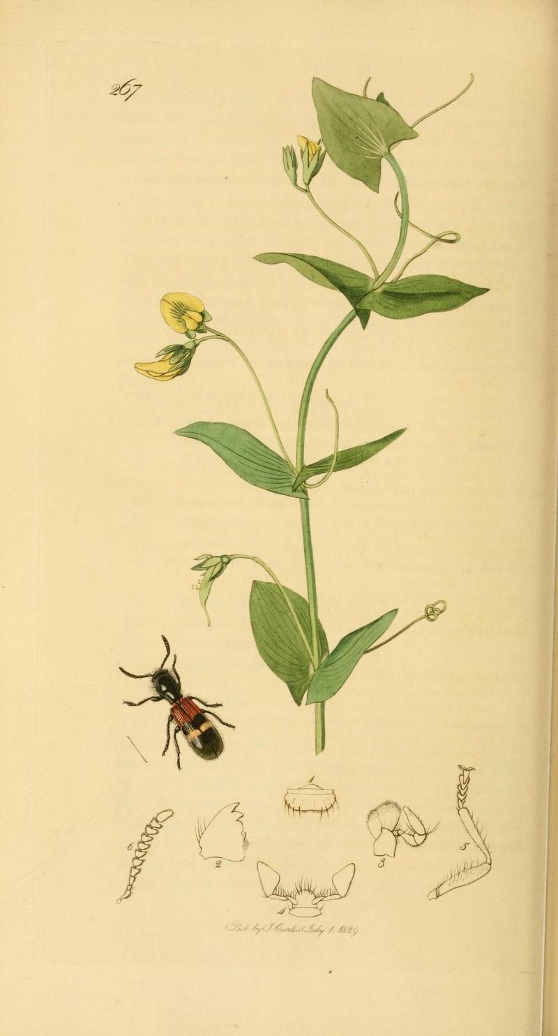 Britishentomologyvolume2Plate267