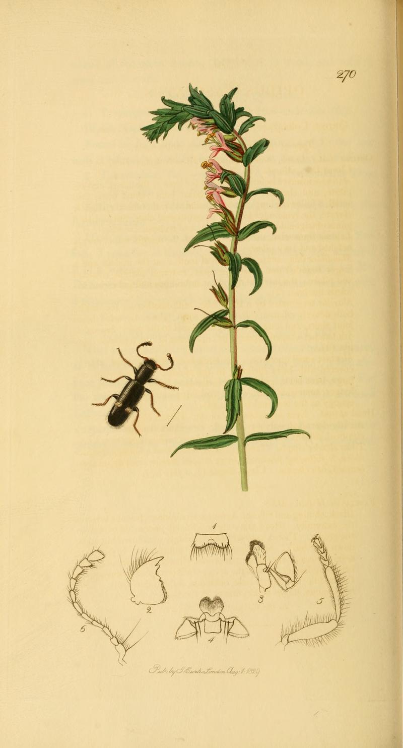 Shillingfords Opilus beetle Red Bartsia plant