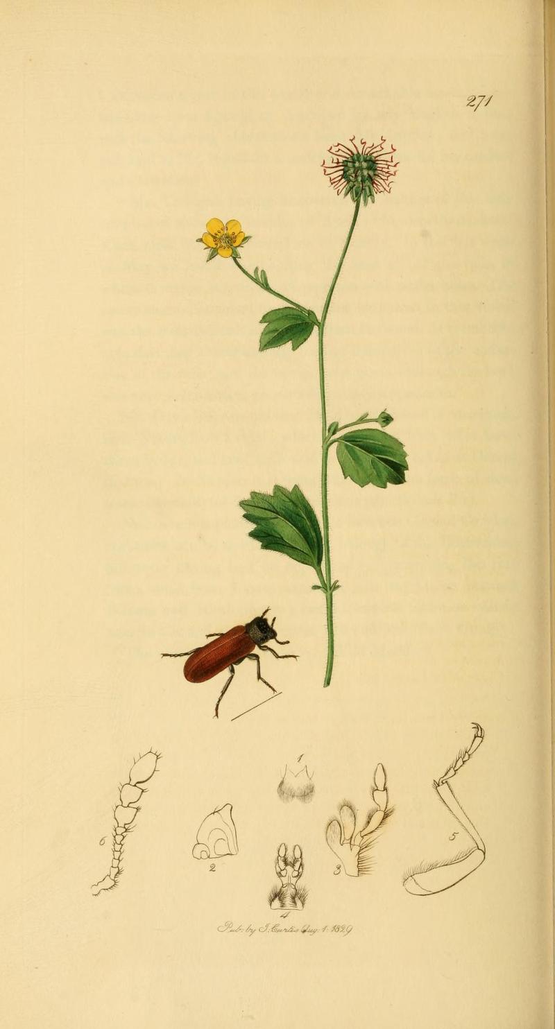 Britishentomologyvolume2Plate271