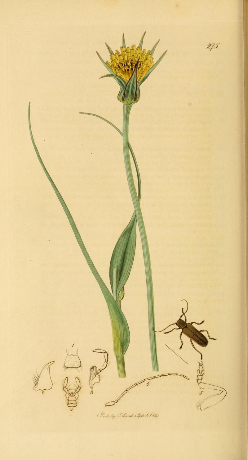 Britishentomologyvolume2Plate275