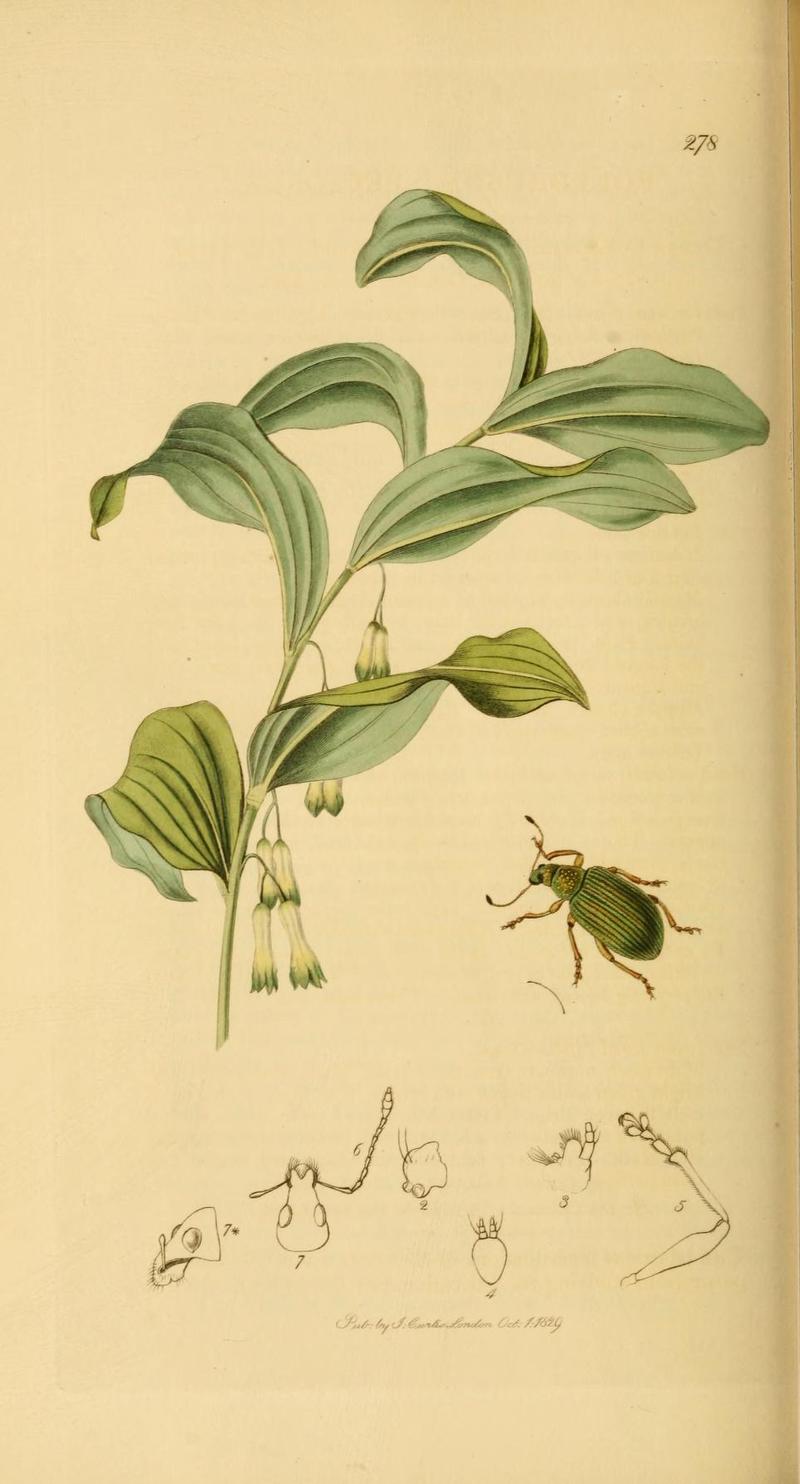 Britishentomologyvolume2Plate278