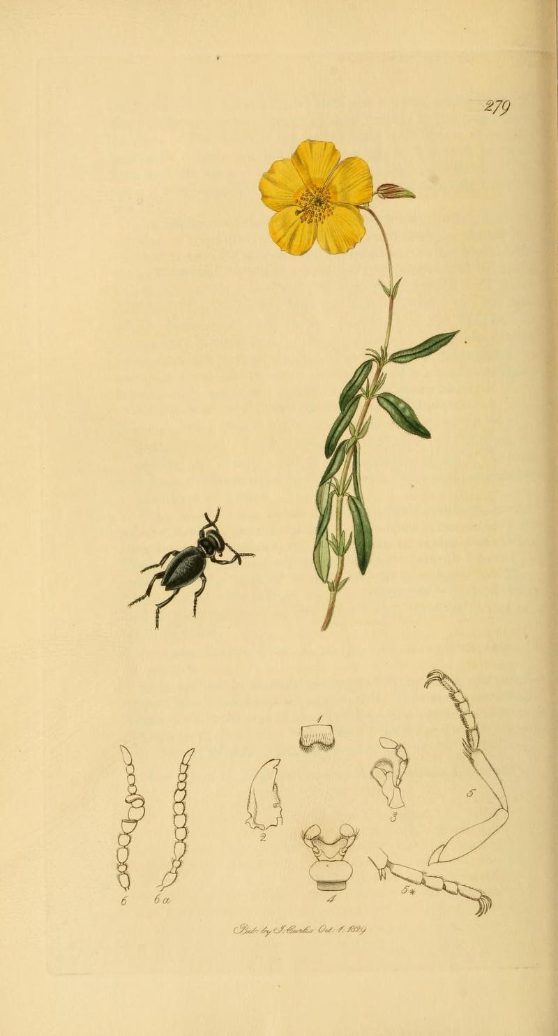 Britishentomologyvolume2Plate279