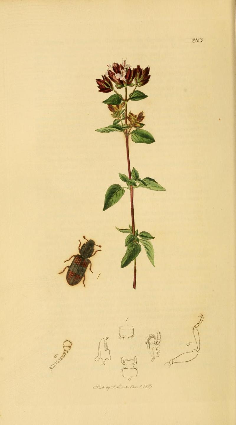 Britishentomologyvolume2Plate283