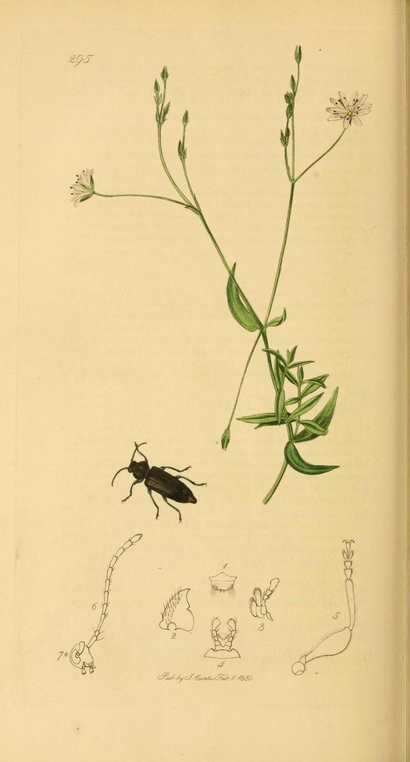 Britishentomologyvolume2Plate295