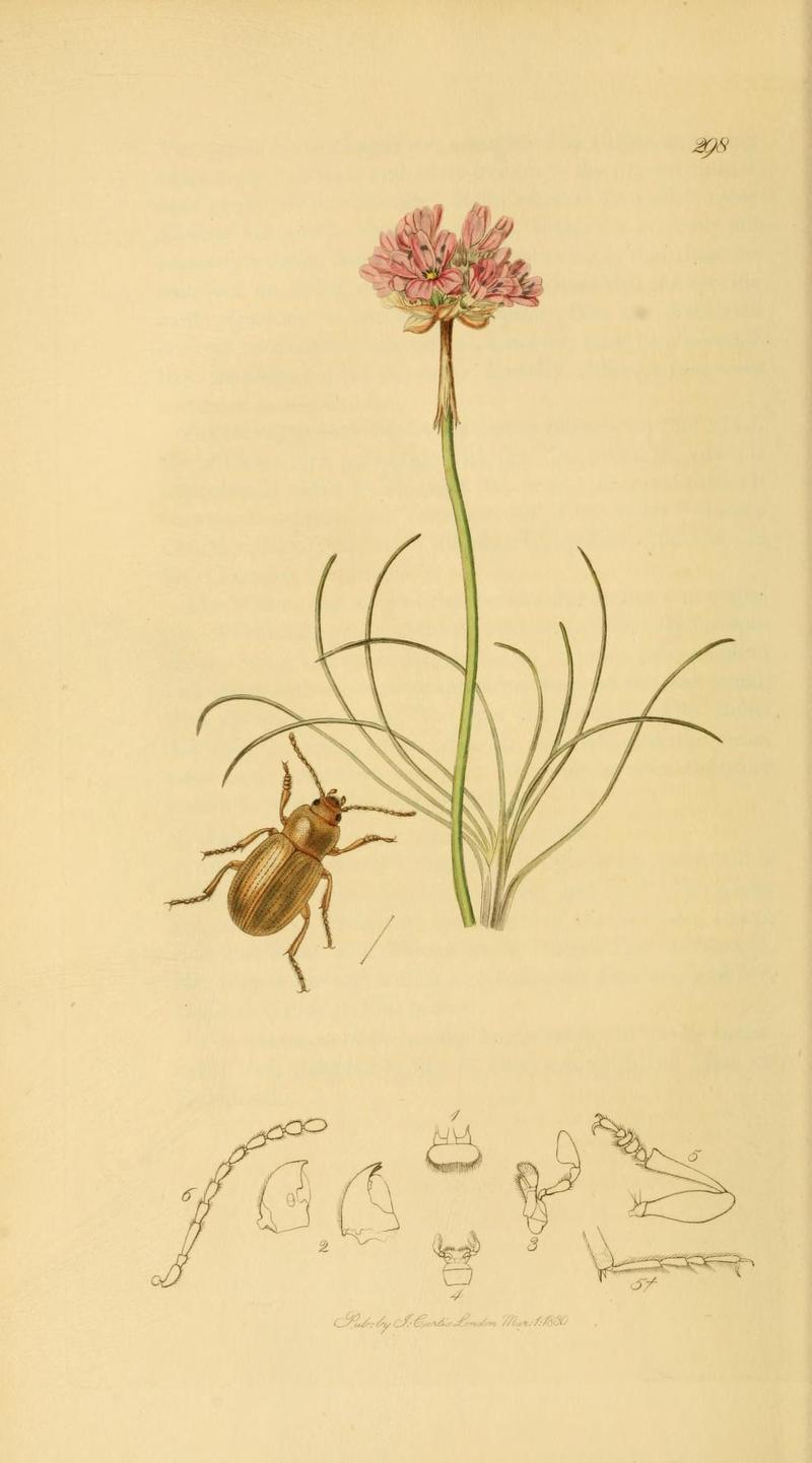 Britishentomologyvolume2Plate298