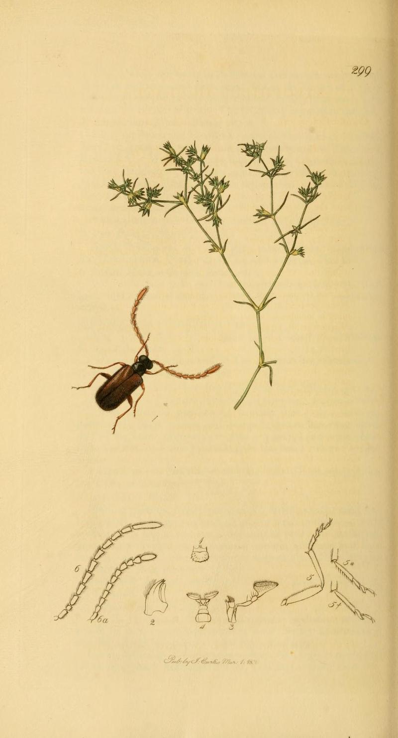 Britishentomologyvolume2Plate299