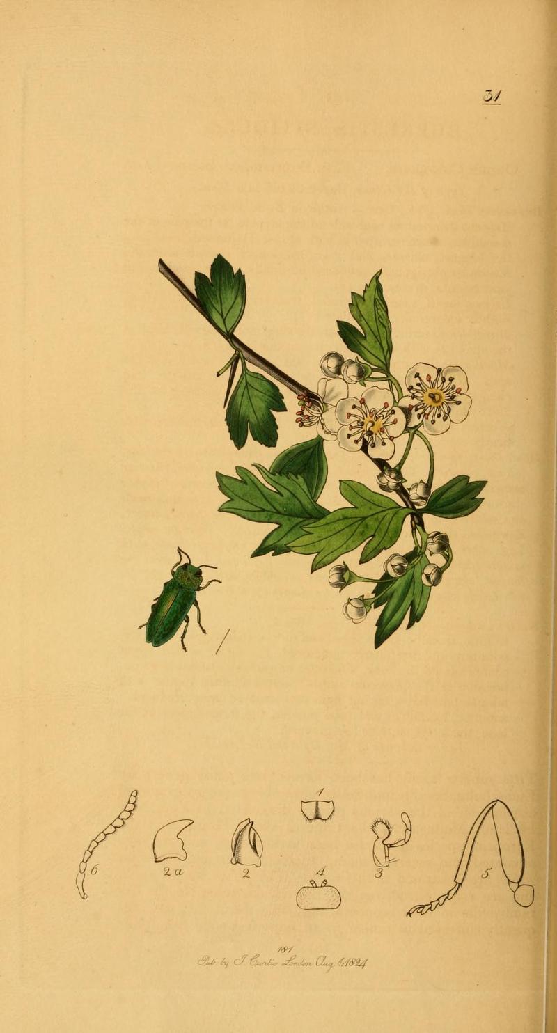 Britishentomologyvolume2Plate31