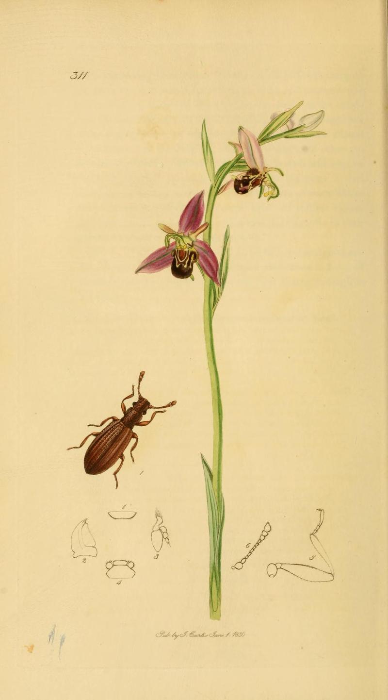 Britishentomologyvolume2Plate311