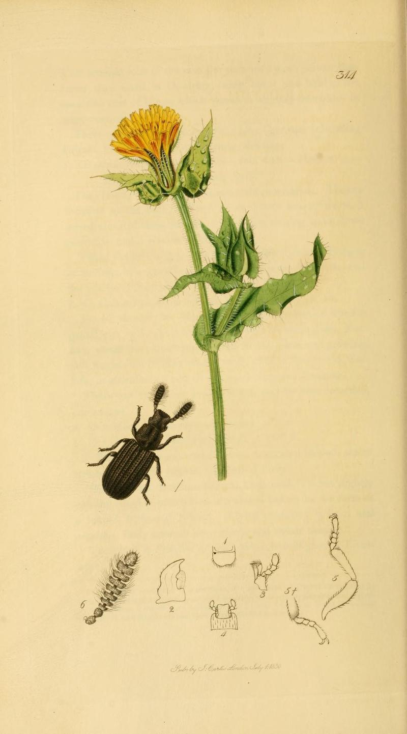 Britishentomologyvolume2Plate314