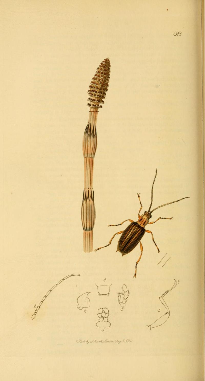 Britishentomologyvolume2Plate318