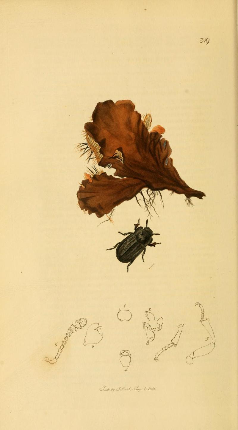 Britishentomologyvolume2Plate319